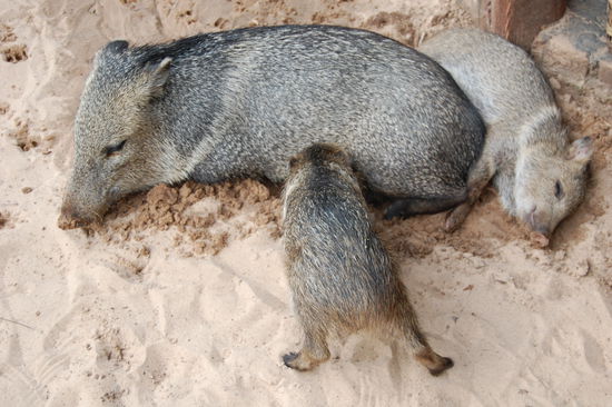 Diese kleine Wildschweinfamilie lebt auf dem Gelaende der Posada und ist total zutraulich...
