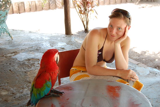 Dieser Ara ist auch ein Haustierchen.