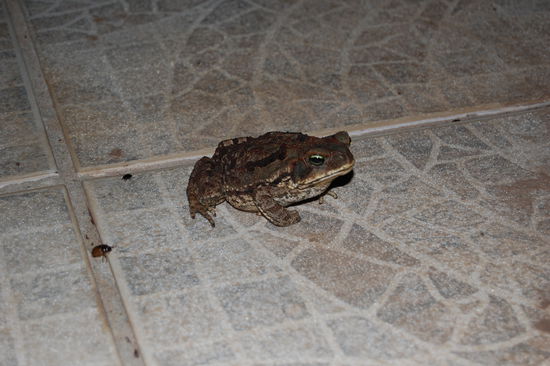 Diese Lebewesen lassen sich dann erst bei Dunkelheit blicken bzw. man muss aufpassen nicht drauf zu treten, denn die Wege sind nicht wirklich gut beleuchtet, zumindest der zu unserem Zimmer. Leider gab unsere Taschenlampe den Geist auf, also musste der Blitz von unserer Kamera herhalten.