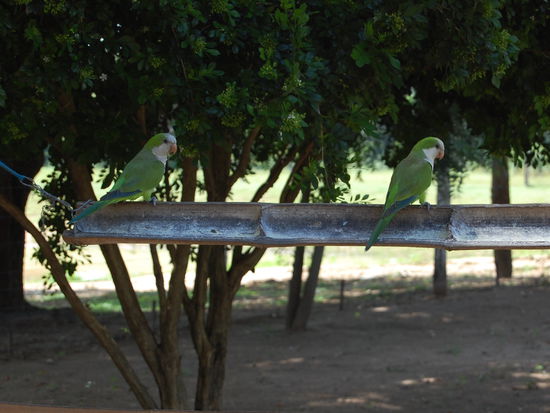 Viele bunte Voegel leben im Pantanal, leider bekommt man sie selten vor die Kamera, da sie entweder zu schnell fliegen, oder zu weit oben in den Baeumen sitzen.
