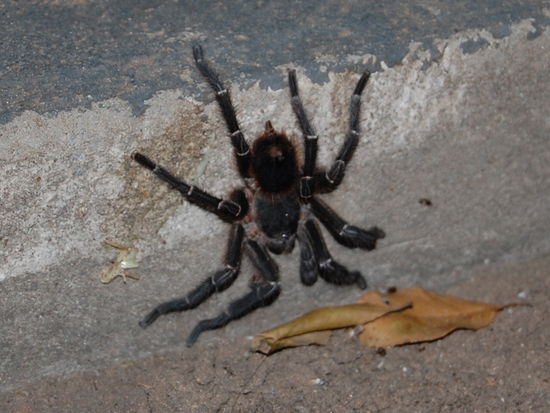 Tja und dieses niedliche Exemplar (sieht aus wie eine Tarantel, ist aber keine und auch angeblich ungefaehrlich) huscht gerne mal in die Mehrbettzimmer. Wir hatten zum Glueck keine im Zimmer, dafuer sass diese vor der Tuer der Maedels die wir kennengelernt haben.