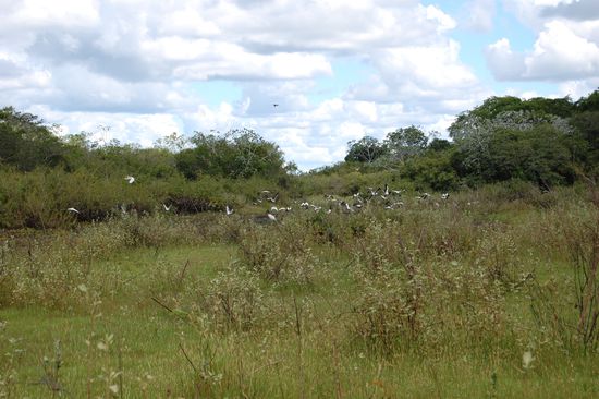 Jabirus sind Riesenstoerche und das Symbol des Pantanals. Sie werden 1,60m gross und haben eine Fluegelspannweite von 2m! Leider sind sie sehr scheu und wir konnten sie nur aus der Entfernung sehen.