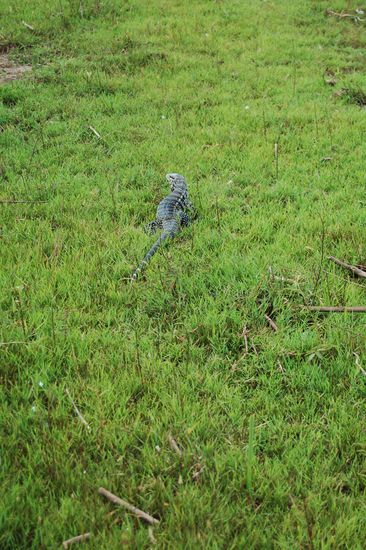 Dieser Lizard flitzte auf Stefan zu, der wie versteinert da stand und gar nicht so schnell gucken konnte, so schnell wie der Lizard an ihm vorbeiraste.