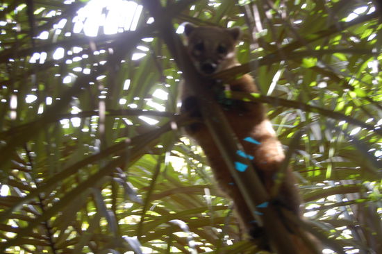 Eine suedamerikanische Nasenbaermama