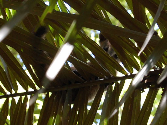Hier guckt das Kleine zwischen den Palmenblaettern direkt ueber uns durch.