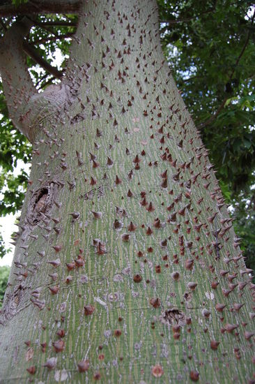 Hier gibt es Baeume mit Stacheln!