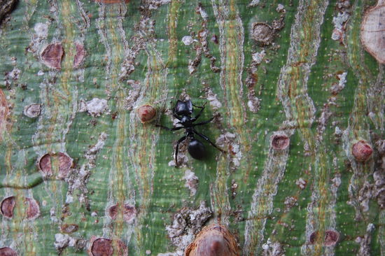 Und riesen Armeisen (ca. 2cm)