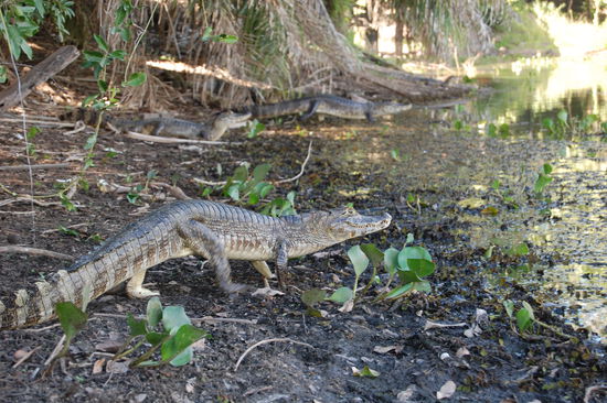 Ueberall wimmelt es von Kaimanen.