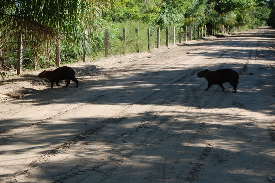 Das Capybara oder Wasserschwein ist eine Säugetierart und das größte lebende Nagetier der Erde und wird bis zu 70 Kilo schwer.