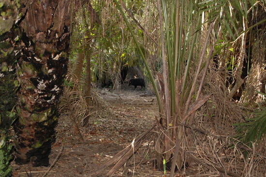 Das sind wir auch quer durch und im Hintergrund ein Wildschwein.