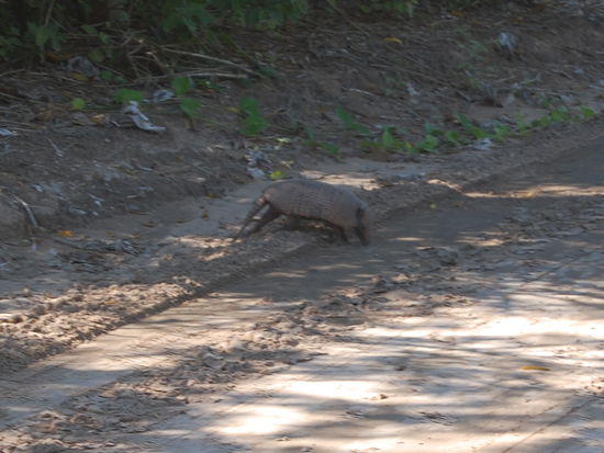 Ein Guerteltier ueberquert die "Strasse"