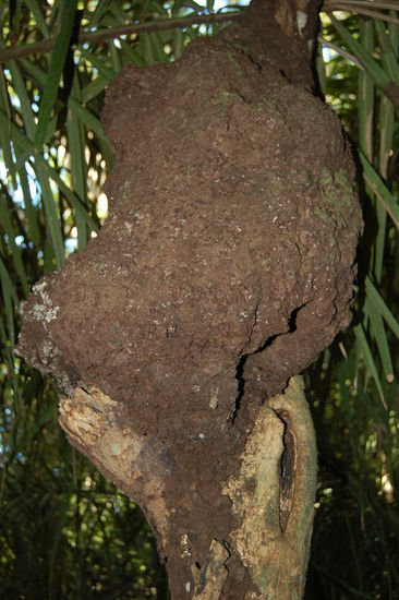Termitenbau an einem Baumstamm
