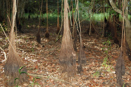 Hier die Wurzeln der Baeume, welche normal unter Wasser sind.