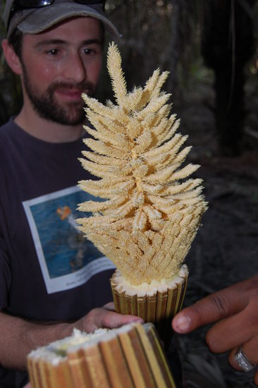 Nachdem es durchgeschnitten wurde und es auseinander gezogen hat, ist die eine Seite wie oben erklaert ein "Becher" und die andere war unser Weihnachtsbaeumchen