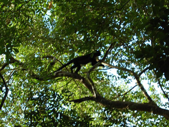 Hier ein Bruellaffenmaennchen. Man erkennt sie an dem dunklen Fell. Weibchen sind dementsprechend heller. Und bruellen tun sie wirklich, dass haben wir oft und laut gehoert.