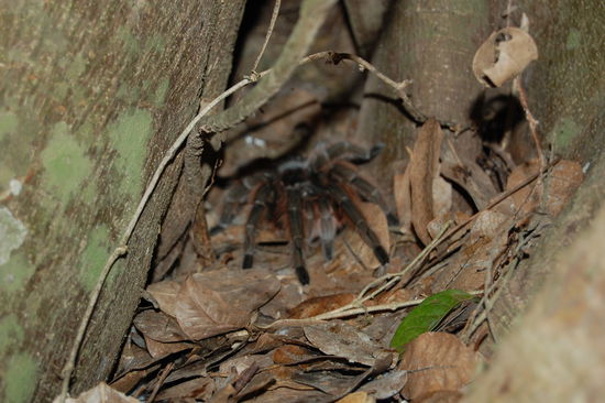 Sandro zeigte und dann nochmal ein groesseres Exemplar einer Nicht-Tarantel in einem Baumstamm.