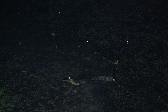 Mit einer riesen Lampe laeuchtete Sandro in die Dunktelheit und es blitzten hunderte von Kaimanaugen.