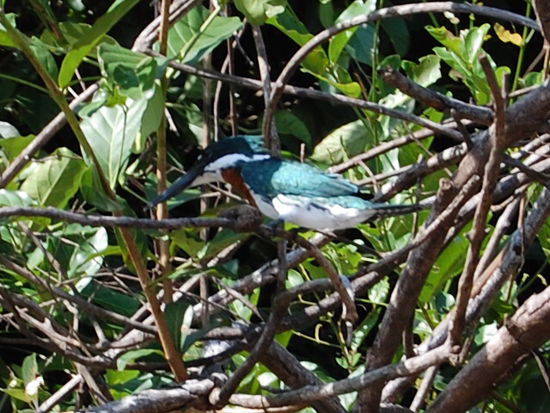 Kingfisher oder auch Eisvogel genannt.