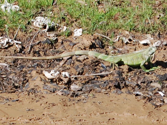 Ein gruener Leguan sonnt sich am Ufer.