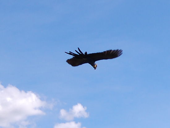 Ein Blau-Ara im Flug.