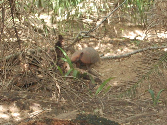 Hier nochmal ein Guerteltier.