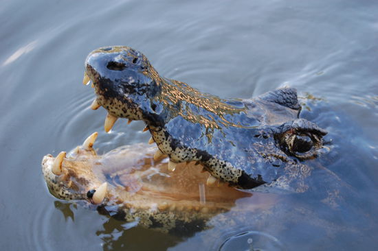 Dieses Bild ist vom Boot aufgenommen und NICHT gezoomt!!!