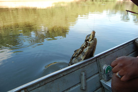 Hier fuettert Sandro den Kaiman.