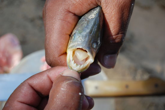 Ganz schoene Beisserchen haben diese Piranhas.