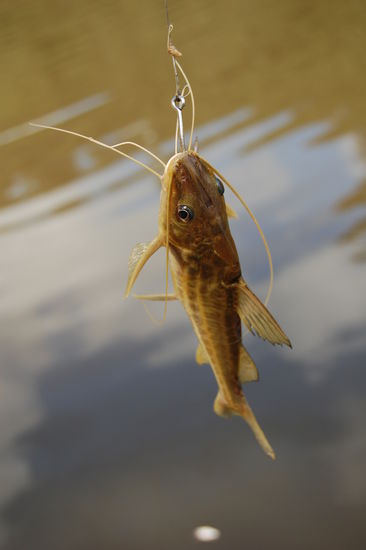 Einige hatten anstatt Piranhas, Katzenfische an der Angel, welche auch nicht ungefaehrlich sind, da sie einen Stachel haben.