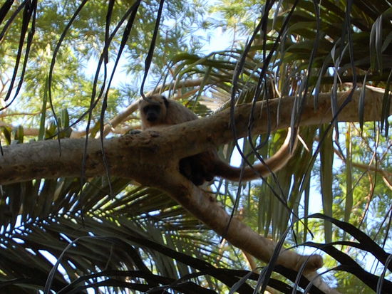 Und hier ein Weibchen mit sichtlich hellerem Fell.