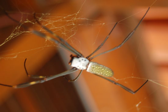 Diese "kleinen" Gesellen sieht man sehr oft und die Netze haben riesige Spannweiten.