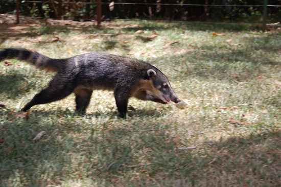Nasenbaeren leben auch im Nationalpark und ist uns ein paar mal ueber den Weg gelaufen.