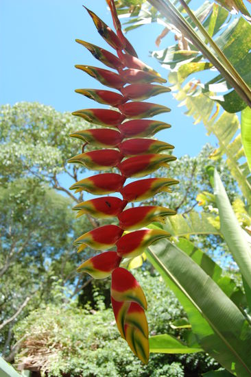Eine Heliconia am Eingang des Parks.