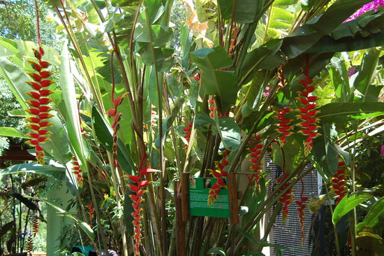 Und so sieht die ganze Pflanze aus.