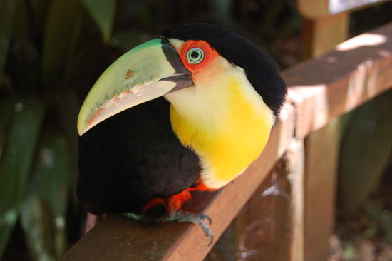 Im Vogelpark kommt man mal ganz nah an die normal sehr scheuen Voegel ran. Hier einer der vielen verschiedenen Tukane.