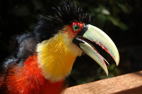 ...welchem sich dann die Federn zu Berge stellten.