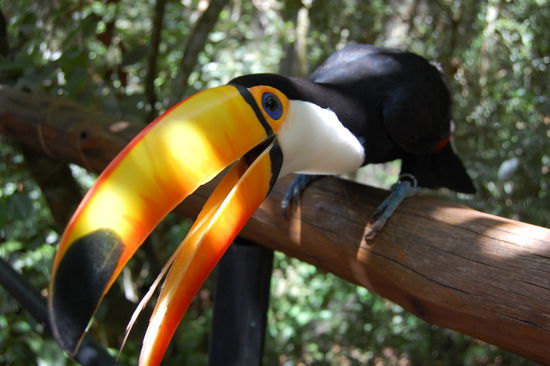 Auch ein Tukan.