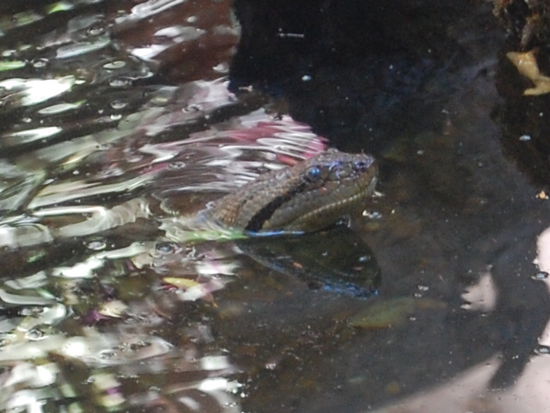 Eine Anaconda, "leider" nur hinter Glas.