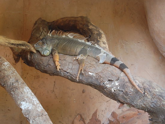 Und ein megafetter Leguan.