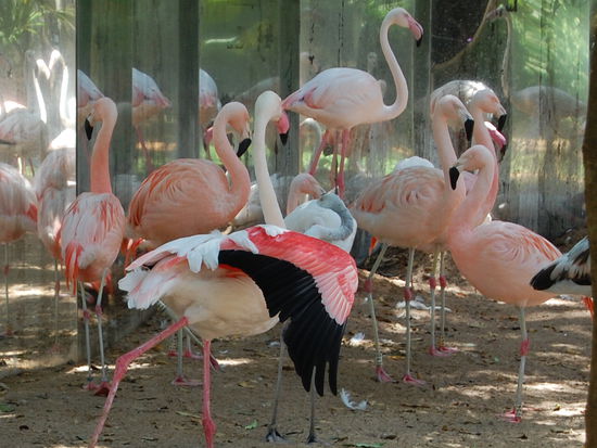 Flamingos, hier sehr schoen die Faerbung des Gefieders zu sehen.