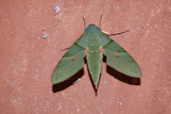 Irgendein Riesenfalter.