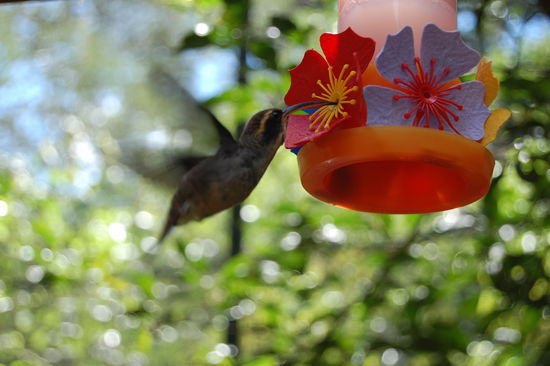 Ein Kolibri beim Necktar schluerfen. Davon gab es ganz viele und die sind echt schnell und winzig.