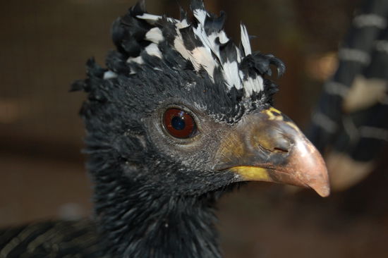 Interessante Kammfedern.