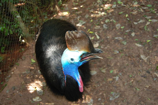 Ein Cassowary auch Helmkasuar genannt. Er lebt in Australien.