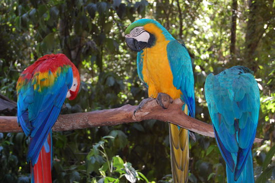 Aras in verschiedenen Farben.