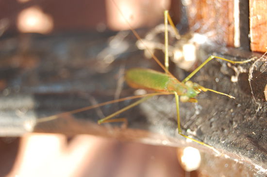 Am Eingang endeckte ich eine Gottesanbeterin oder sowas Aehnliches.
