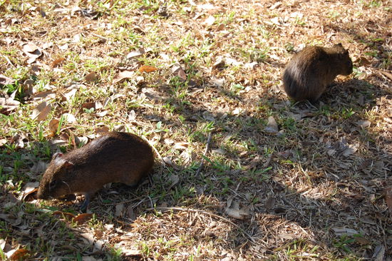 Diese Meerschweinchen laufen im Park herum (wir freuen uns immer wenn wir Tiere sehen)