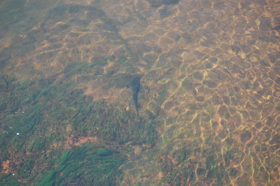 Das Wasser des Rio Iguazú ("grosses Wasser) ist so klar, dass man die Fische ganz deutlich sehen kann.