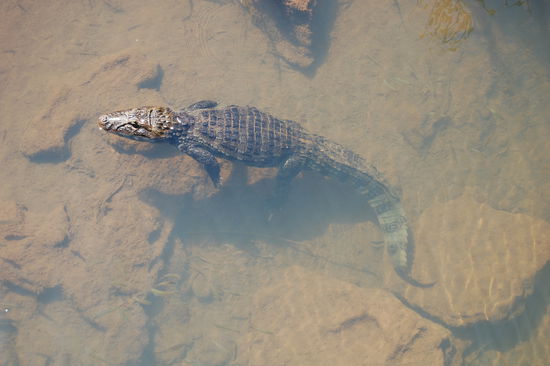 Und diesen Kaiman haben wir auch ganz deutlich gesehen, wie er faul im Wasser lag.