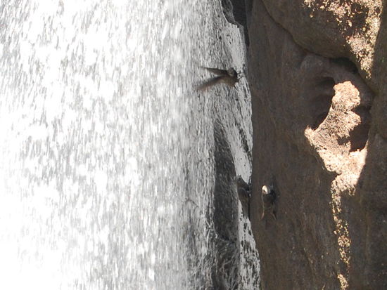Hinter den Wasserfällen leben und brüten die Rußsegler im Fels, der einzigartige Schutz des Wassers bewahrt sie vor allen natürlichen Feinden.